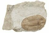 D Asaphus Plautini Trilobite Fossil - Russia #200410-1